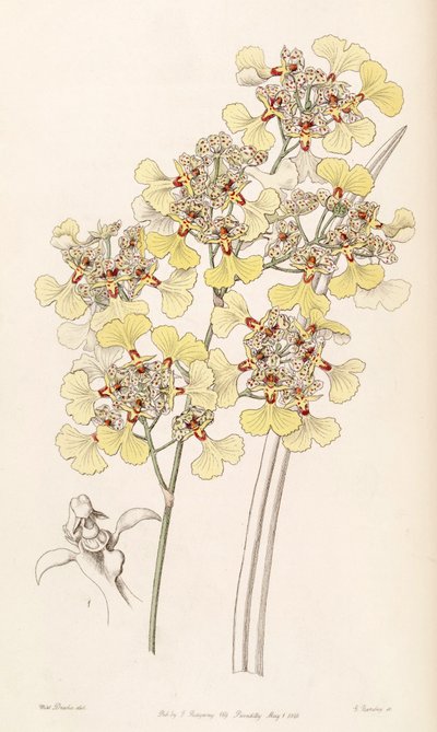 Trichocentrum lacerum (come sin. Oncidium lacerum) da Miss Drake